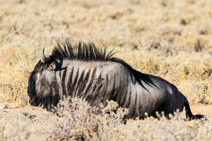 Gnou Okaukuejo (Etosha)