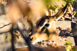 Impala Okaukuejo (Etosha)