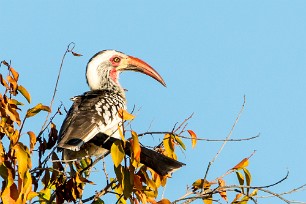 Southern red-billed hornbill (Calao d'Afrique du Sud) Au Mushara Bush Camp (Namutoni-Etosha)