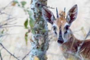 Steenbok Au Mushara Bush Camp (Namutoni-Etosha)