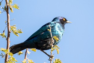 Cape starling (Choucador à épaulettes rouges) Au Mushara Bush Camp (Namutoni-Etosha)