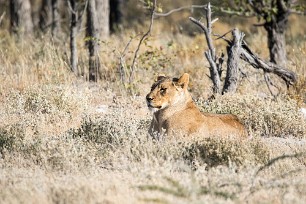 Lion Etosha