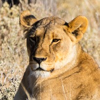 Lion Etosha