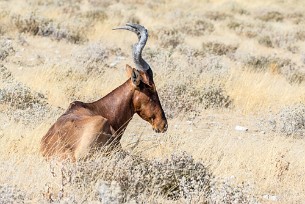 Bubal Etosha