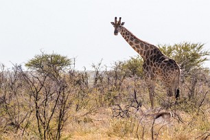 Girafe Etosha