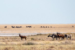 Bubal, Zèbre Etosha