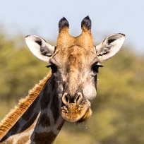 Girafe Etosha