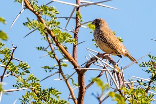 African Quail-Finch (Astrild-caille à lunettes) Du côté d'Otjiwarongo