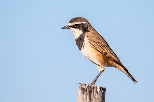 Capped wheatear (Traquet du Cap) Du côté d'Otjiwarongo