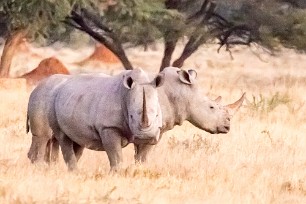 Rhinocéros blanc Du côté d'Otjiwarongo