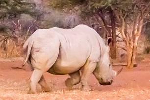 Rhinocéros blanc Du côté d'Otjiwarongo