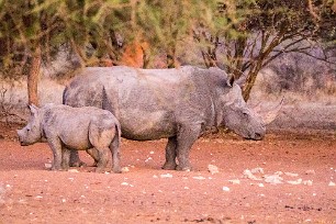 Rhinocéros blanc Du côté d'Otjiwarongo