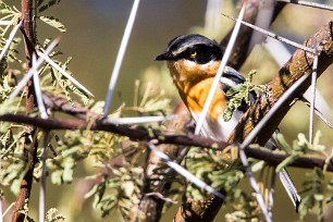 Pririt batis (Pririt de Vieillot) A Waterberg