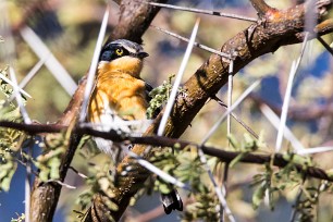 Pririt batis (Pririt de Vieillot) A Waterberg