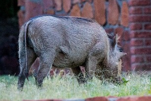 Phacochère A Waterberg