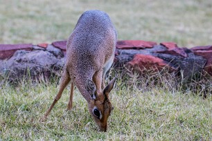 Dik-Dik A Waterberg