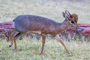 Dik-Dik A Waterberg