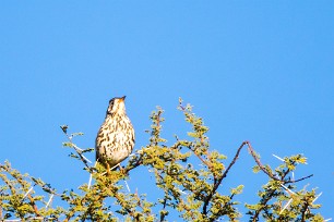 Groundscraper thrush (Merle litsitsirupa) A Waterberg