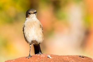 Familiar chat (Traquet familier) A Waterberg