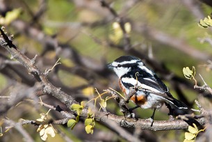 Brubru (Brubru africain) A Waterberg