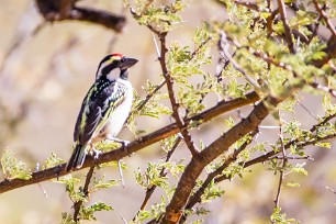 Acacia pied barbet (Barbican pie) A Waterberg