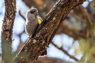 Rüppell's parrot (Perroquet de Rüppell) A Waterberg