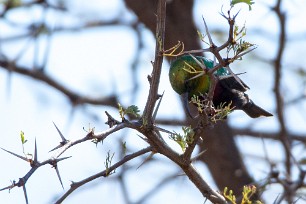 Marico Sunbird (Souimanga de Mariqua) A Waterberg