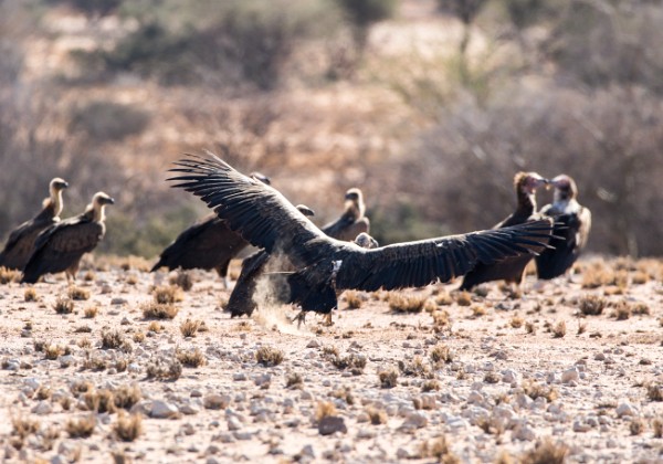 04 - Twyfelfontein