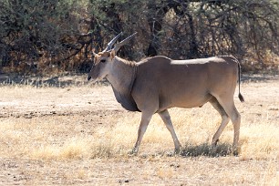 Eland Kalahari