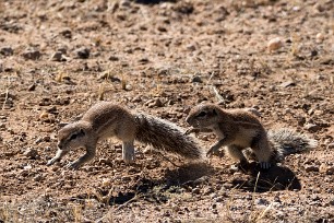 Ecureuil fouisseur du Cap Kalahari