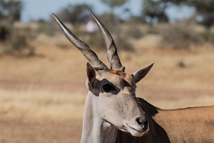 Eland Kalahari