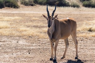 Eland Kalahari