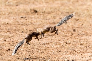 Ecureuil fouisseur du Cap Kalahari