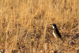 Capped Wheatear (Traquet du Cap) Kalahari