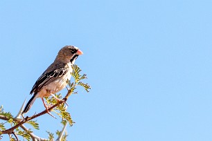 Scaly-feathered Weaver (Sporopipe squameux) Kalahari