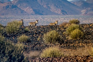 Zèbre Fish River Canyon