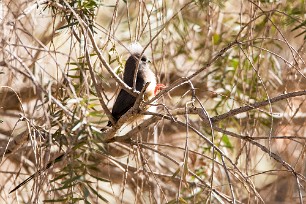 White-backed Mousebird ( Coliou à dos blanc) Fish River Canyon