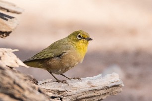 Orange River White-eye (Zostérops gris-vert) Fish River Canyon