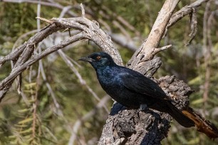 Pale-winged Starling (Rufipenne nabouroup) Fish River Canyon