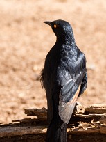 Pale-winged Starling (Rufipenne nabouroup) Fish River Canyon