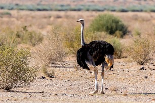 Ostreich (autruche) Fish River Canyon