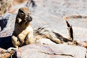 Ecureuil fouisseur du Cap Fish River Canyon