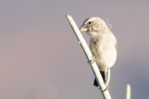 House Sparrow (Moineau domestique) Fish River Canyon