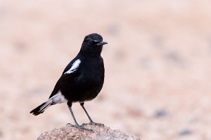 Mountain Wheatear (Traquet montagnard) Aus