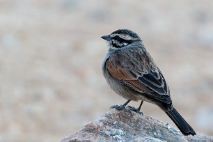 Cape Bunting (Bruant du Cap) Aus