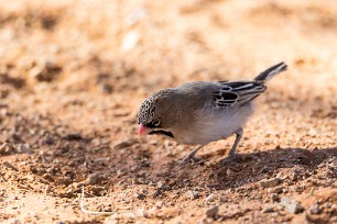 Scaly-feathered Weaver (Sporopipe squameux) Sossusvlei et Sesriem