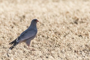 Pale Chanting Goshawk (Autour chanteur) Sossusvlei et Sesriem