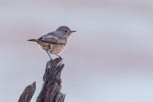 Familiar Chat (Traquet familier) Sossusvlei et Sesriem