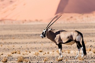 Oryx Sossusvlei et Sesriem