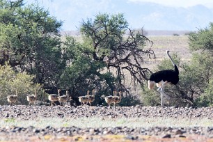 Ostrich (Autruche) Sossusvlei et Sesriem